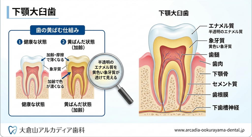 大倉山の歯科医が解説する歯の黄ばみの原因。エナメル質と内側の象牙質の構造を示すイラスト図解。